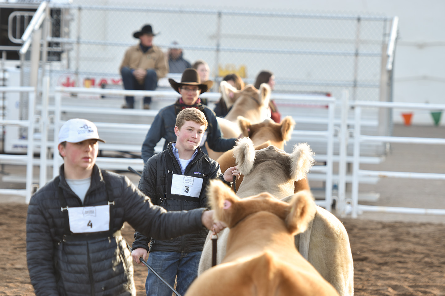 Arizona National Livestock Show Judging Clinic