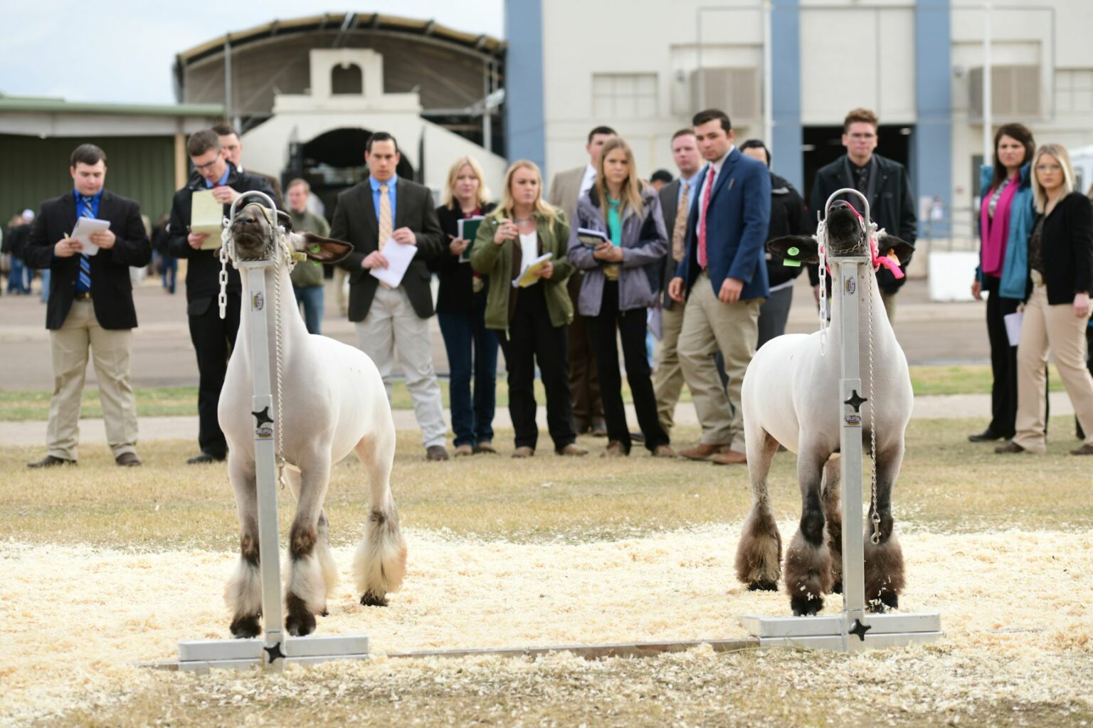Livestock Judging Arizona National Livestock Show