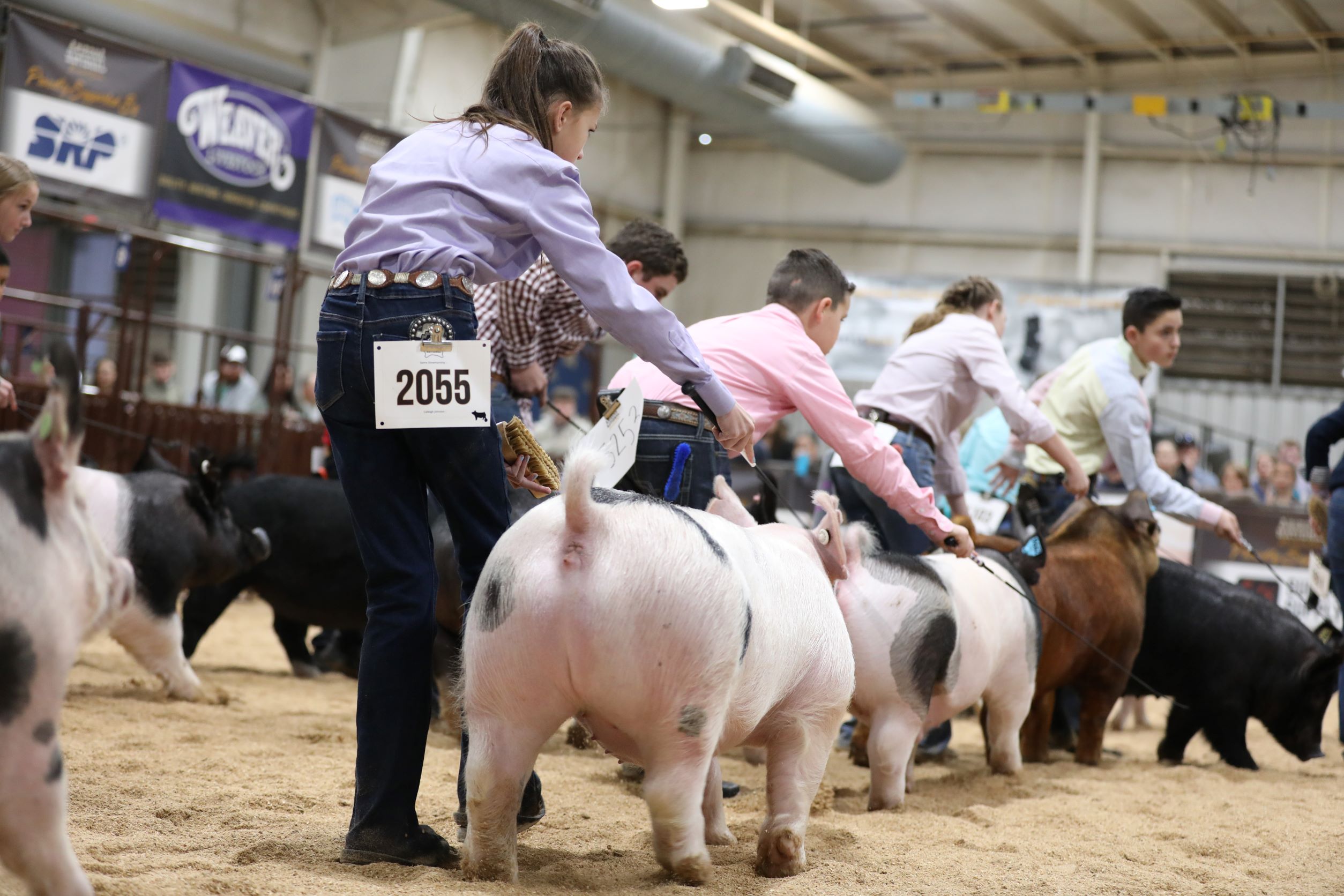 pig page 1 Arizona National Livestock Show